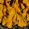 Xanthoria calcicola